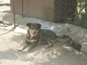 Lampi Zorro Dogsavior Aug19