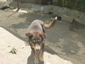 Lampi Zorro Dogsavior Aug19