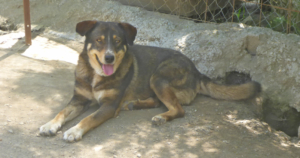 Lampi Zorro Dogsavior Aug19 Beitragsbild