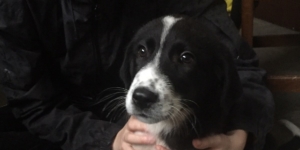 Lucy Zorro Dogsavior Nov19 Hp3 1