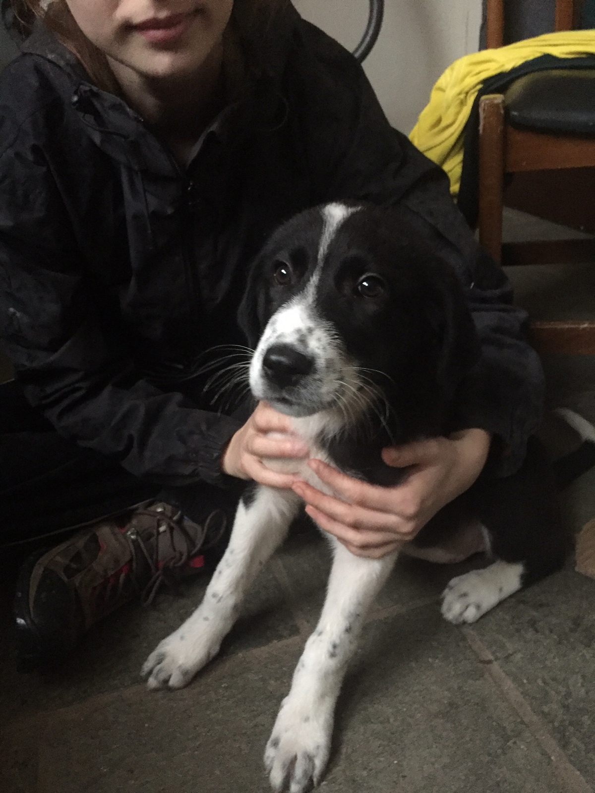 Lucy Zorro Dogsavior Nov19 Hp3