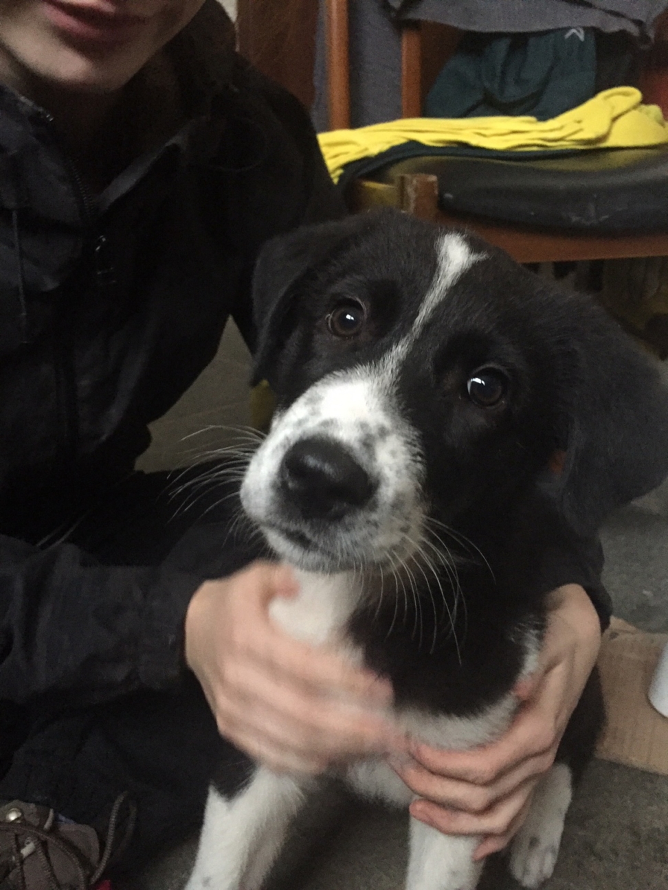 Lucy Zorro Dogsavior Nov19 Hp4 e1575219823878