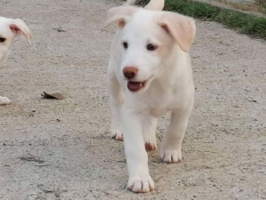 Lulu Zorro Dogsavior Dez19