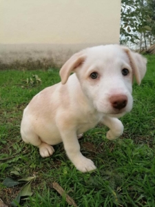 Lulu Zorro Dogsavior Dez19 1