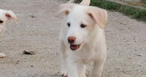 Lulu Zorro Dogsavior Dez19 Beitragsbild