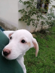 Margarette Zorro DogsaviorHP Dez193