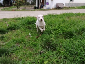 Margarette Zorro DogsaviorHP Dez194