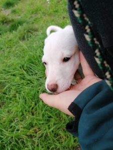 Margarette Zorro DogsaviorHP Dez195