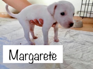 Margarette Zorro DogsaviorHP Dez196