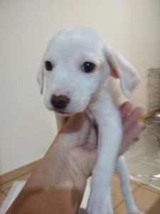 Margarette Zorro DogsaviorHP Dez197