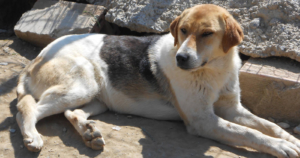 Veronika Zorro Dogsavior Beitragsbild April19