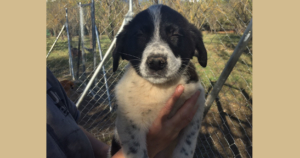 Xavier Zorro Dogsavior Beitragsbild Dez19