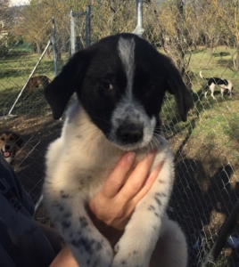 Xavier Zorro Dogsavior Dez19  e1575836129713