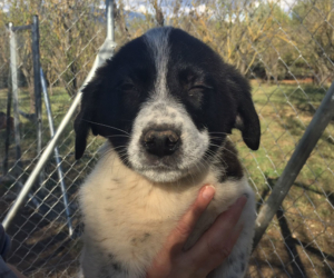 Xavier Zorro Dogsavior HP Dez19
