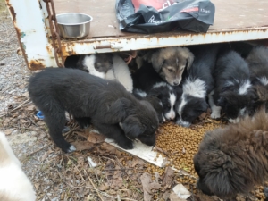 19 Welpen Zorro Dogsavior