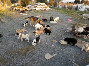 19 Welpen Zorro Dogsavior3