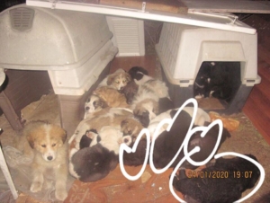 19 Welpen Zorro Dogsavior4