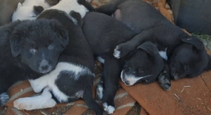 19 Welpen Zorro Dogsaviorsozial