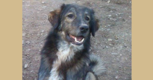 Antrikos Zorro Dogsavior Beitragsbild Dez19