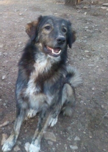 Antrikos Zorro Dogsavior Dez19