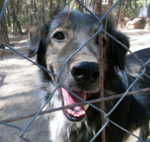 Antrikos Zorro Dogsavior Dez19