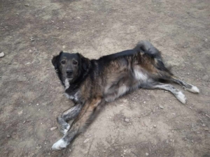 Antrikos Zorro Dogsavior Dez19 1