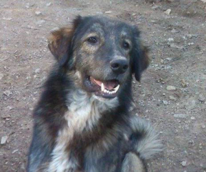 Antrikos Zorro Dogsavior HP Dez19