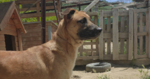 Cloi Zorro Dogsavior Beitragsbild Jun19
