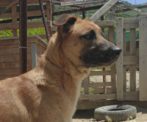 Cloi Zorro Dogsavior HP Jun19