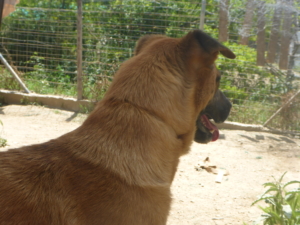 Cloi Zorro Dogsavior Jun19 1