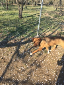 Shani Hopeland Zorro Dogsavior Adopt