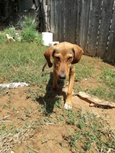 Shani Zorro Dogsavior Jan20