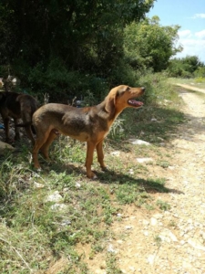 Shani Zorro Dogsavior Jan20