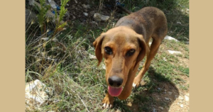 Shani Zorro Dogsavior Jan20 1 Beitragsbild