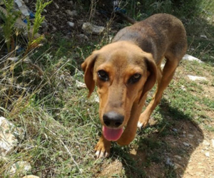Shani Zorro Dogsavior Jan20 1 HP