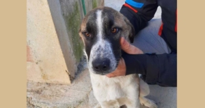 Spiros Zorro Dogsavior Beitragsbild Jan20