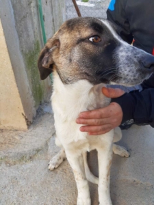 Spiros Zorro Dogsavior Jan20