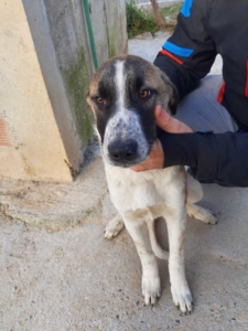 Spiros Zorro Dogsavior Jan20