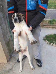 Spiros Zorro Dogsavior Jan20 1