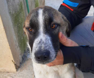 Spiros Zorro Dogsavior Jan20 HP