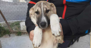 Max Zorro Dogsavior Beitragsbild Jan20