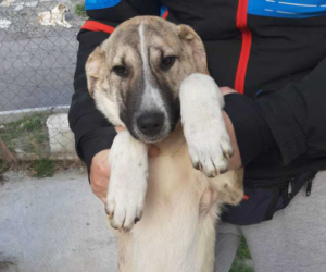 Max Zorro Dogsavior HP Jan20