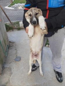 Max Zorro Dogsavior Jan20