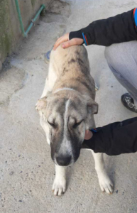 Max Zorro Dogsavior Jan20 7