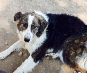 2003 zorro dogsavior ev tierhilfe griechenland headbild notfaelle lambrini