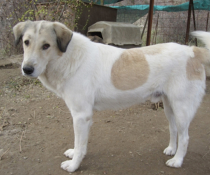2003 zorro dogsavior ev tierhilfe griechenland headbild notfaelle neos