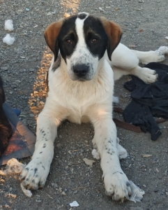 2020 zorro dogsavior ev tierhilfe griechenland headbild coronakrise 4