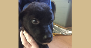 Bienchen Zorro Dogsavior Beitragsbild Mrz20