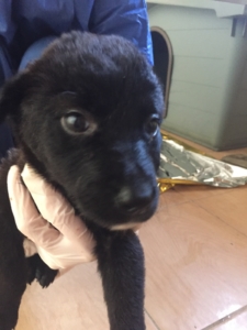 Bienchen Zorro Dogsavior Mrz20