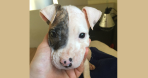 Jolie Zorro Dogsavior Beitragsbild Mrz20